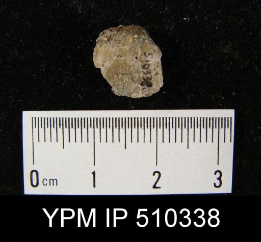 Brachiopoda