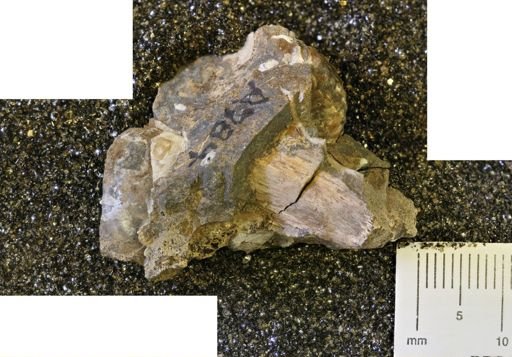 undet. Ammonoidea
