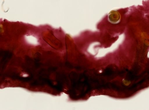 Aplysina