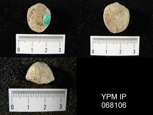 Atrypa reticularis