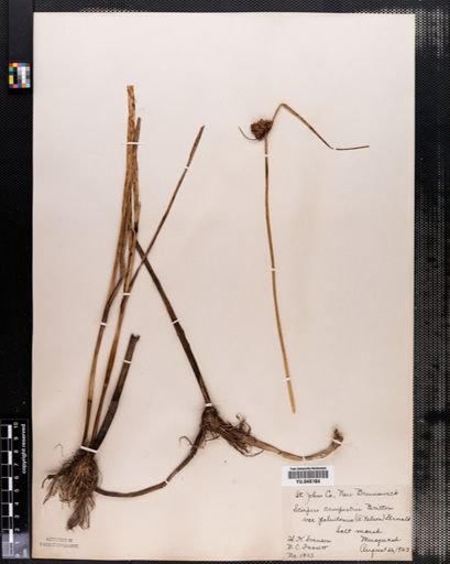 Scirpus paludosus