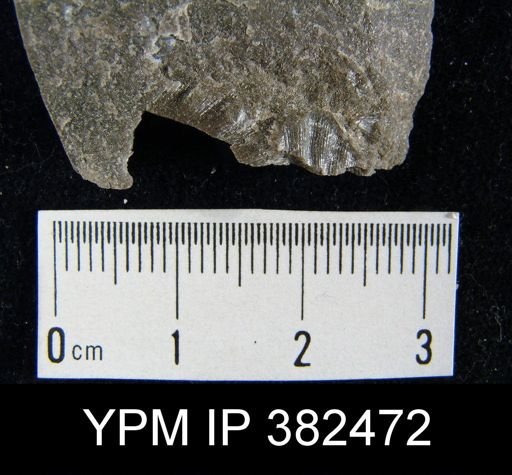Meekella striatocostata
