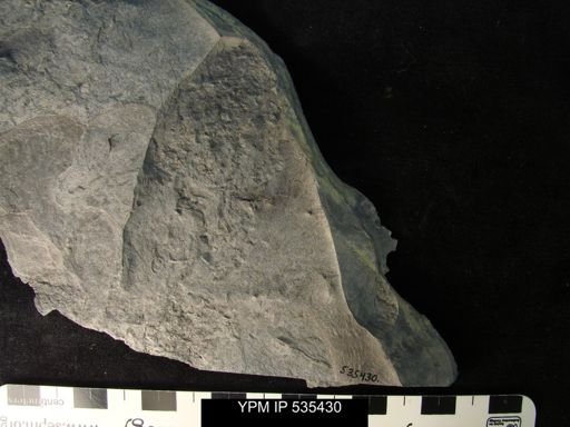 Ostracoda