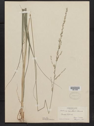 Molinia caerulea