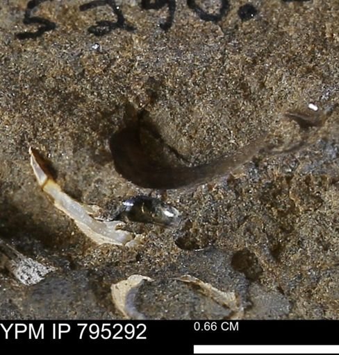 undet. Mollusca
