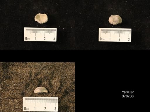 Marginifera wabashensis