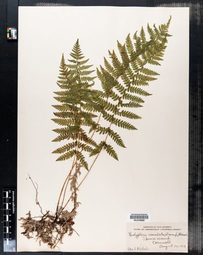 Thelypteris simulata