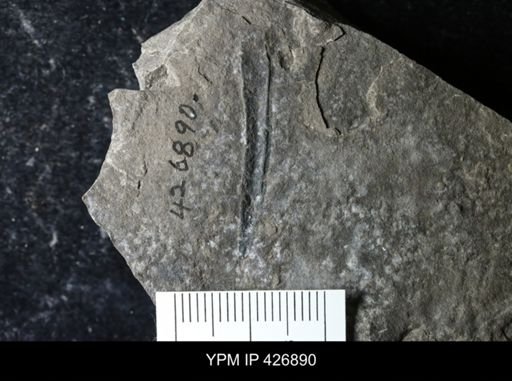 Erieopterus sp.