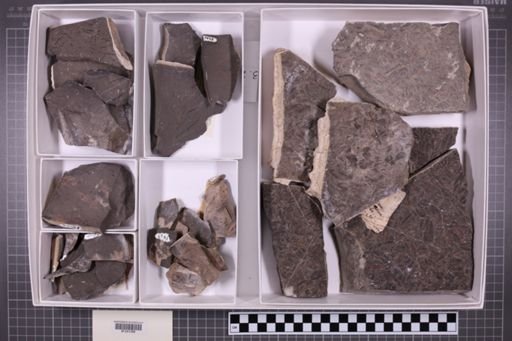 mixed taxa, stratigraphic collection