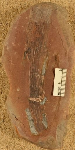 Calamites