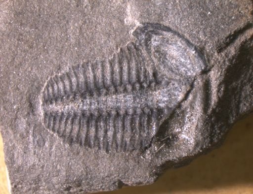 Elrathia kingi
