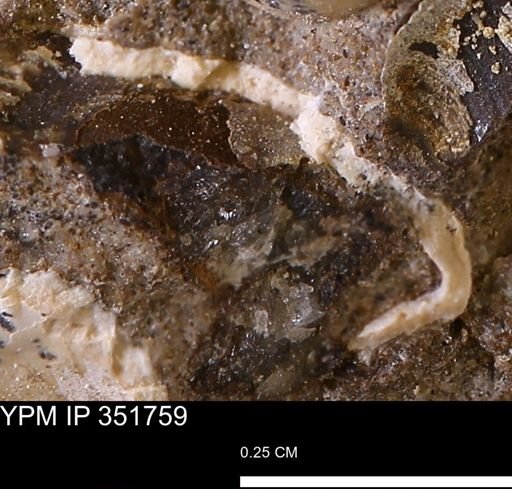 undet. Bivalvia