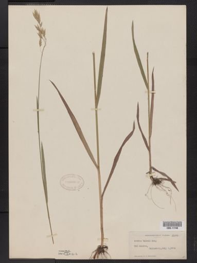 Bromus kalmii