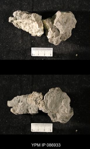 Dawsonoceras prianus