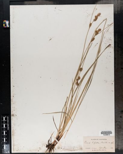 Carex