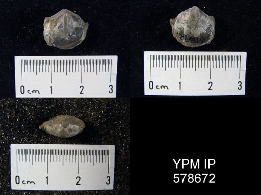Cleiothyridina sp.