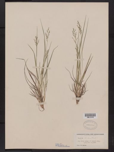 Panicum depauperatum