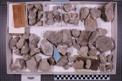 mixed taxa, stratigraphic collection