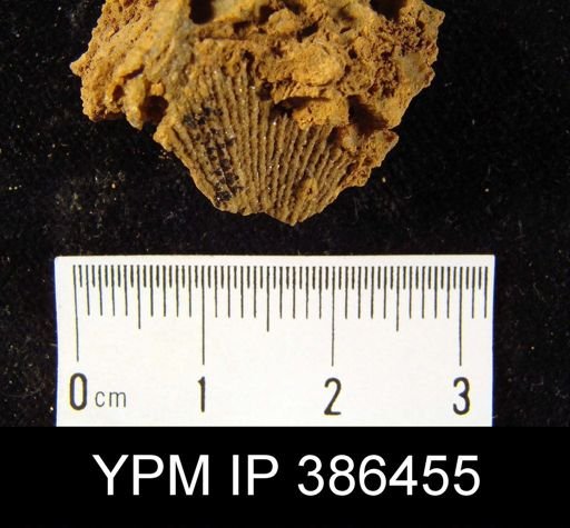 undet. Brachiopoda