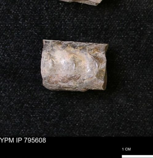 Baculites sp.