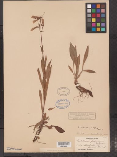 Penstemon hirsutus