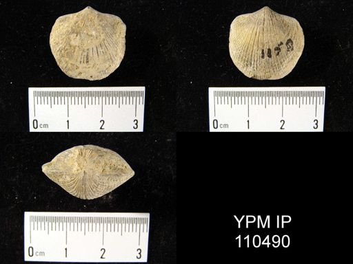 Atrypa reticularis