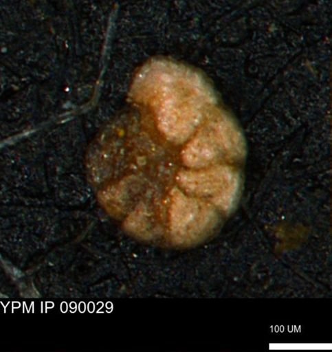 Alveolophragmium linki