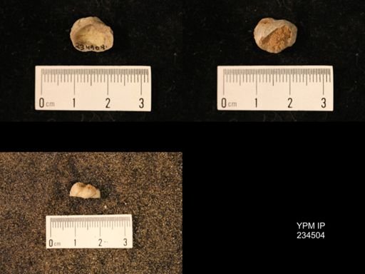 Marginifera muricatina