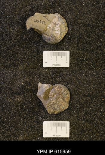 Hoploscaphites?