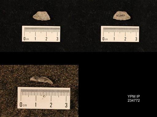 Marginifera splendens
