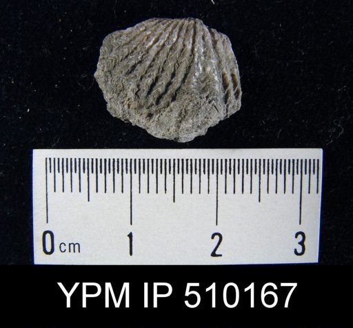 undet. Delthyridoidea