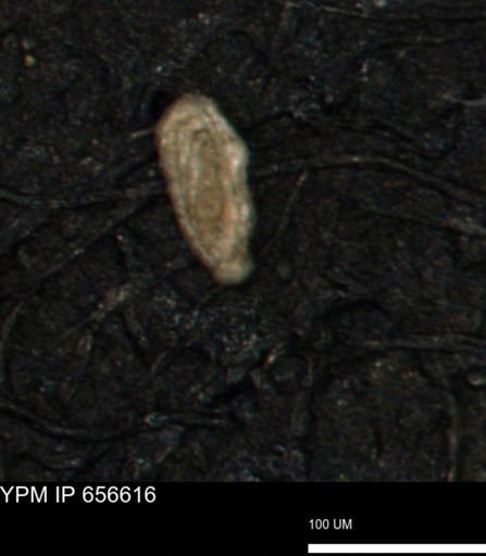 Spirolocammina planula