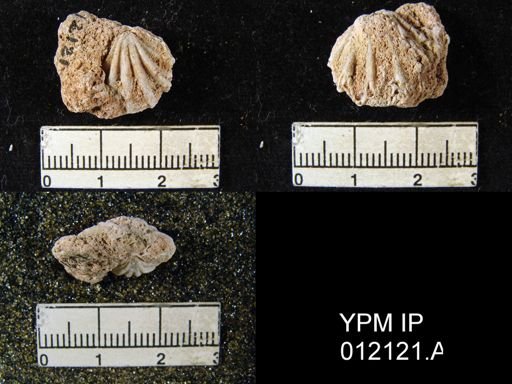 Hustedia meekana