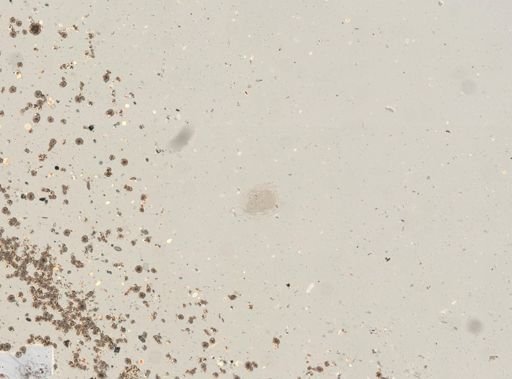 Dipleuchlanis propatula
