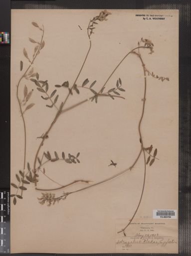 Astragalus blakei