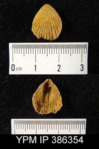Rhynchonella?
