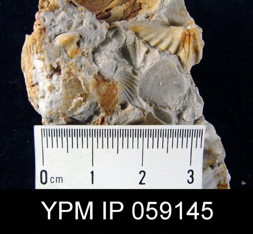 Metaplasia sp.