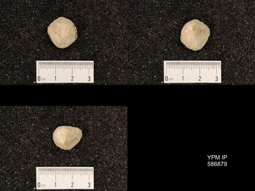 Rhynchotrema capax