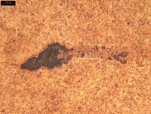 undet. Tipulidae