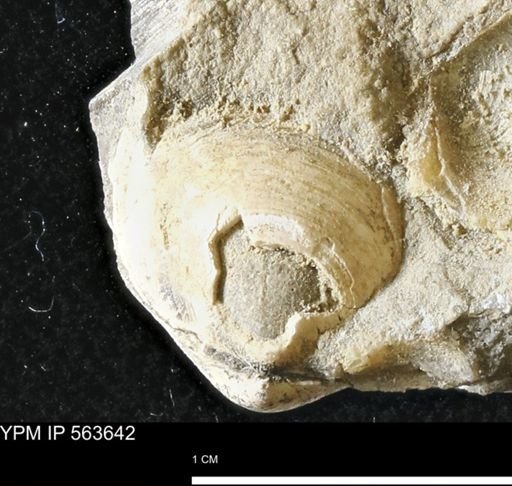 Limopsis striatopunctatus
