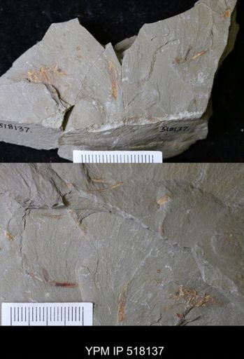 undet. Ichnofossil