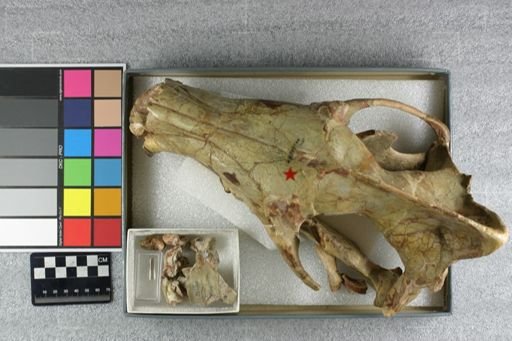 Hyaenodon (Neohyaenodon) horridus