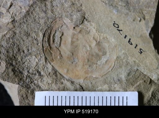 Daguinaspis sp.