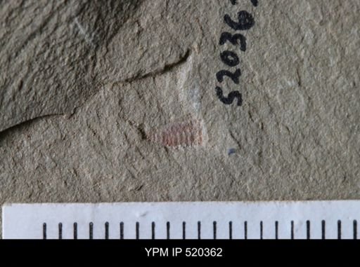 Chelicerata