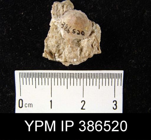 Crania sp.