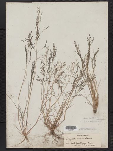 Eragrostis pilosa