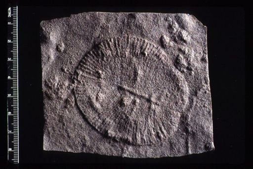 Dickinsonia minima
