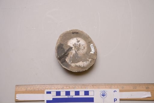 Hoploscaphites nicolletii