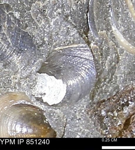 Limopsis striatopunctatus