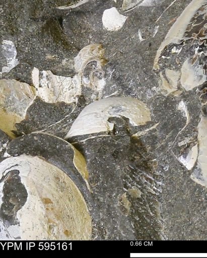Protocardia sp.
